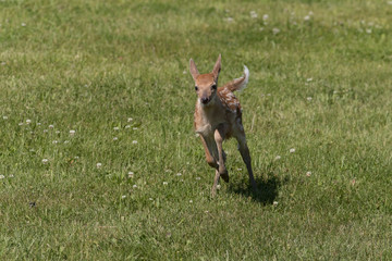 Cute White tailed deer fawn paling in meadow