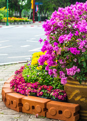 Vivid flower pot decoration in cozy home flower garden on summer.