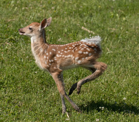 Cute White tailed deer fawn paling in meadow