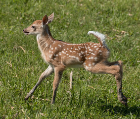 Cute White tailed deer fawn paling in meadow