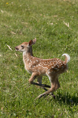 Cute White tailed deer fawn paling in meadow