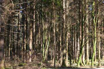 Dense stand of Scots pine trees some covered in bright green moss in sunshine