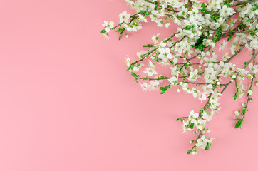 Summer is coming pink background concept with white blossom branches at the corner. Top view with copy space at the middle