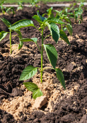 planting plants in the garden