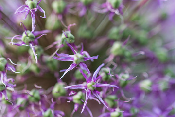 small blue flowers as background