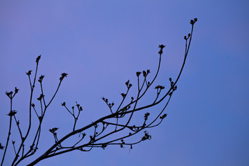 Tropical trees silhouettes on twilight blue sky  background