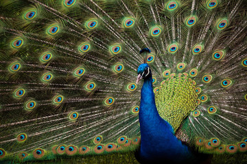 Obraz premium Male Peacock Outside