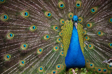Obraz premium Male Peacock Outside