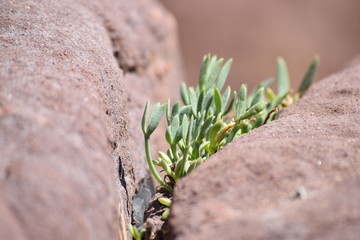 Vegetal