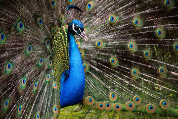 Obraz na płótnie Canvas Male Peacock Outside