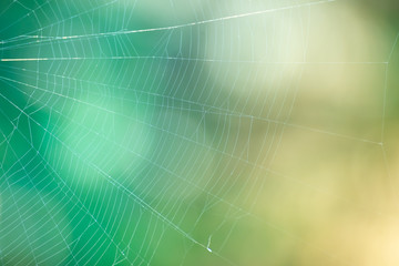 natural spider web and green blur bokeh background.
