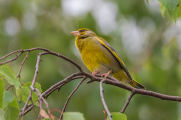 Summer Tanager female - Piranga rubra