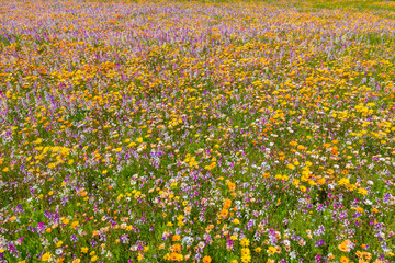 静岡県賀茂郡松崎町　田んぼをつかった花畑