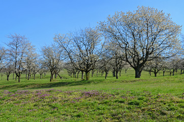 Kirschbäume