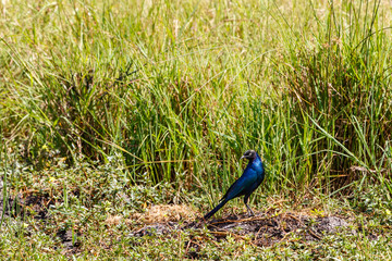 Rüppell's starling in the grass