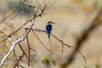 Brown hooded kingfisher perched in a tree