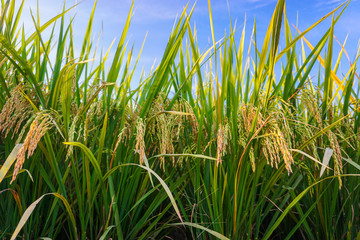 Freshness paddy field with blue sky on teh background