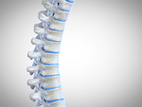 3d rendered medically accurate illustration of the human spine