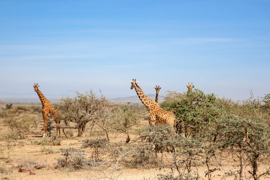 Giraffes standing and watching in the bushes
