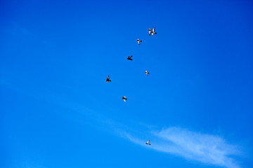 Naklejka na ściany i meble pigeons flying in the sky