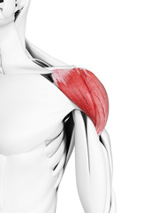 3d rendered medically accurate illustration of the deltoid