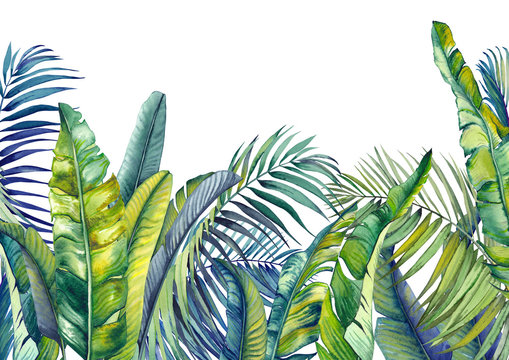 Tropical palm and banana leaves. Jungle wallpaper. Isolated watercolor background. © JeannaDraw