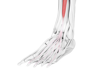 3d rendered medically accurate illustration of the  extensor digitorum longus
