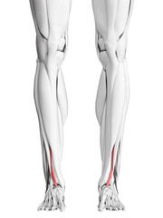 3d rendered medically accurate illustration of the extensor hallucis longus