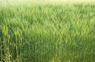 麦　畑　風　穂　とちぎ