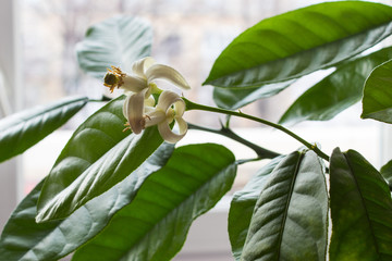 A branch with lemon flowers on the windowsill of the house. Home plant.