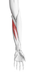 3d rendered medically accurate illustration of the flexor carpi radialis