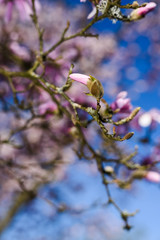 Flowers in spring