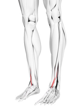 3d rendered medically accurate illustration of the extensor hallucis longus