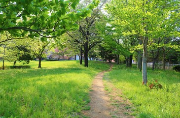Fototapeta na wymiar 風景　春　小道　木　緑　癒し　散歩　杤木