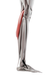 3d rendered medically accurate illustration of the gastrocnemius
