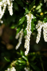 Naklejka premium white flowers in spring