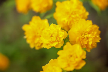 京都ぶらり、鴨川あたりで春の黄色い花