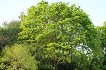 景色　大きい　丸い　木　新緑　春　杤木