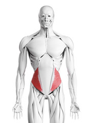Obraz premium 3d rendered medically accurate illustration of the internal oblique muscle