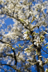 branch of a tree in spring