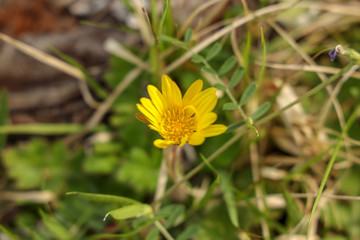 京都ぶらり、鴨川あたりで春の黄色い花