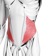 3d rendered medically accurate illustration of the internal oblique muscle