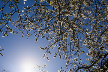 Tree in spring
