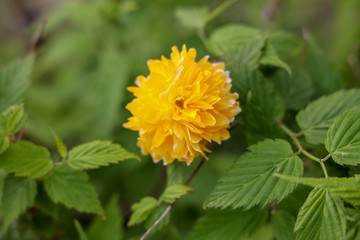 京都ぶらり、鴨川あたりで春の黄色い花