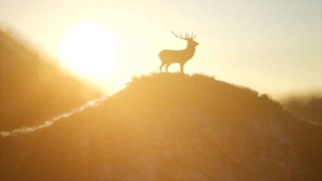 deer male in mountain forest at sunset
