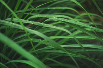 Fototapeta premium lemongrass in sufficient economy garden