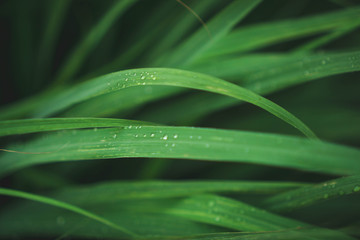 lemongrass in sufficient economy garden
