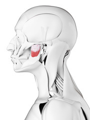 3d rendered medically accurate illustration of the deep masseter