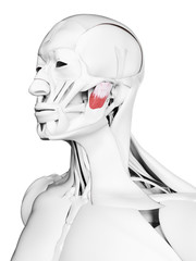 3d rendered medically accurate illustration of the deep masseter