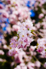 blooming cherry tree